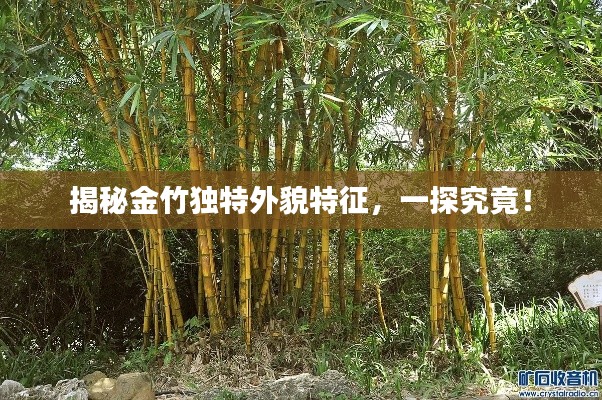 揭秘金竹独特外貌特征，一探究竟！