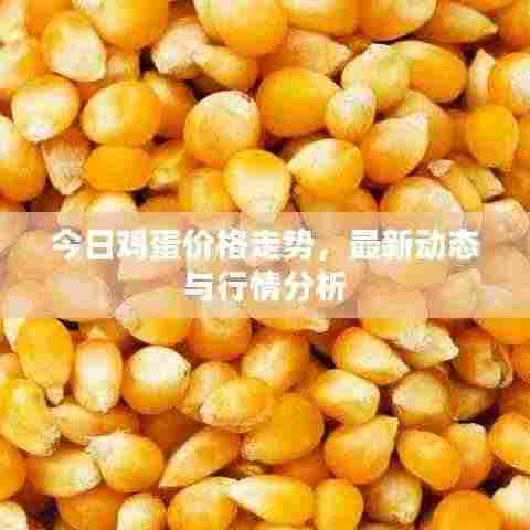 今日鸡蛋价格走势，最新动态与行情分析