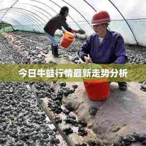 今日牛蛙行情最新走势分析