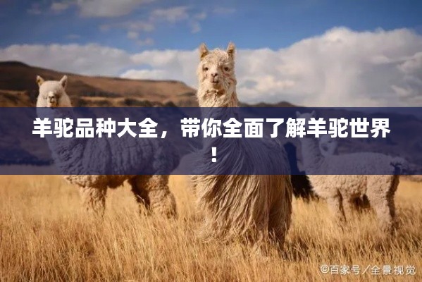 羊驼品种大全，带你全面了解羊驼世界！