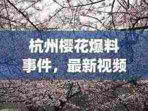 杭州樱花爆料事件，最新视频报道揭秘真相