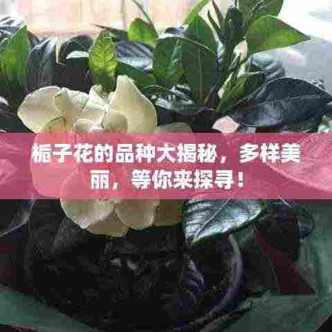 栀子花的品种大揭秘，多样美丽，等你来探寻！