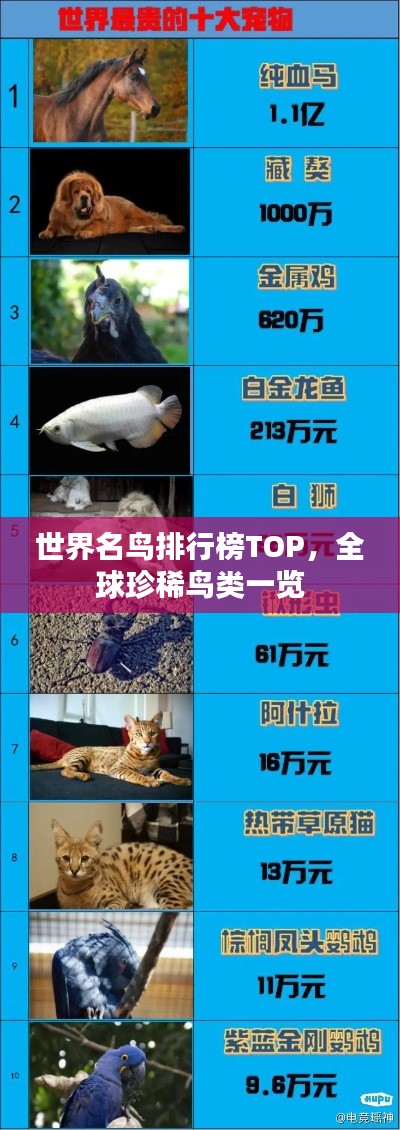 世界名鸟排行榜TOP，全球珍稀鸟类一览