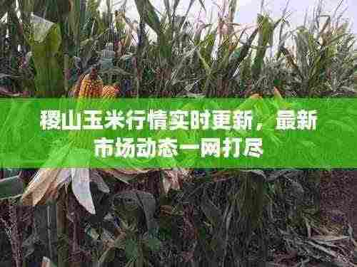 稷山玉米行情实时更新，最新市场动态一网打尽