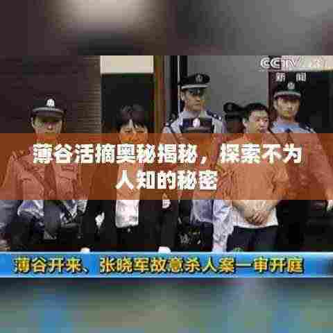 薄谷活摘奥秘揭秘，探索不为人知的秘密