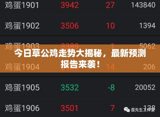 今日草公鸡走势大揭秘，最新预测报告来袭！