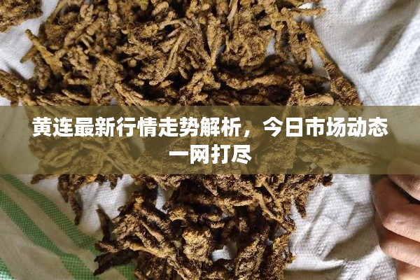 黄连最新行情走势解析，今日市场动态一网打尽