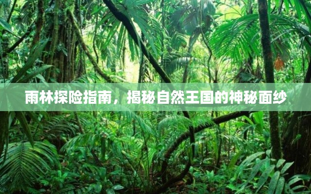 雨林探险指南，揭秘自然王国的神秘面纱