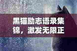 黑猫励志语录集锦，激发无限正能量！