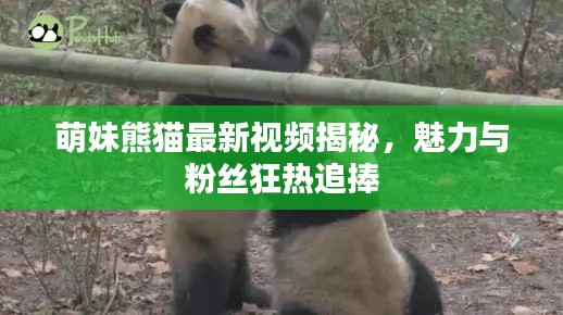 萌妹熊猫最新视频揭秘，魅力与粉丝狂热追捧