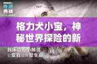 格力犬小宝，神秘世界探险的新伙伴挚友！