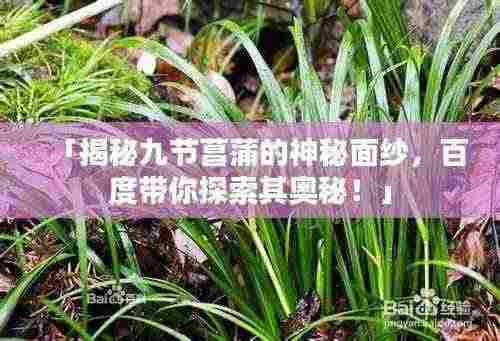 「揭秘九节菖蒲的神秘面纱，百度带你探索其奥秘！」