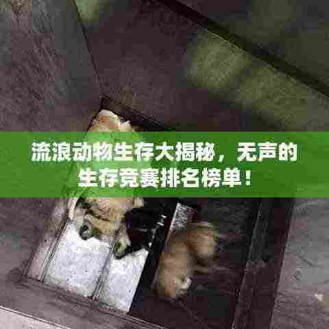 流浪动物生存大揭秘，无声的生存竞赛排名榜单！
