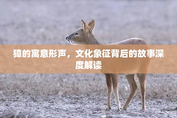 獐的寓意形声，文化象征背后的故事深度解读
