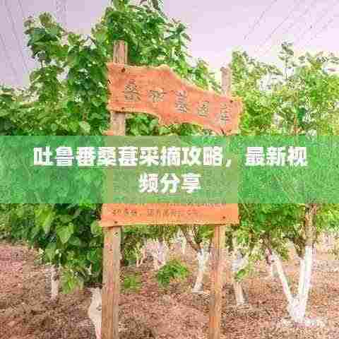 吐鲁番桑葚采摘攻略，最新视频分享
