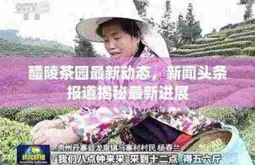 醴陵茶园最新动态，新闻头条报道揭秘最新进展