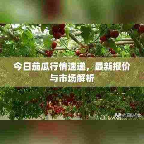 今日茄瓜行情速递，最新报价与市场解析