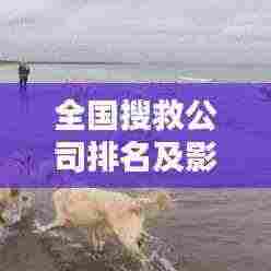 全国搜救公司排名及影响力深度解析